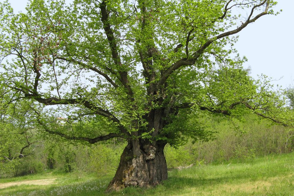 Sentiero della Castagna Granda