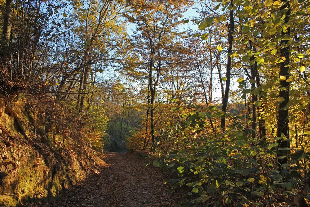 Sentiero Botanico della Verna