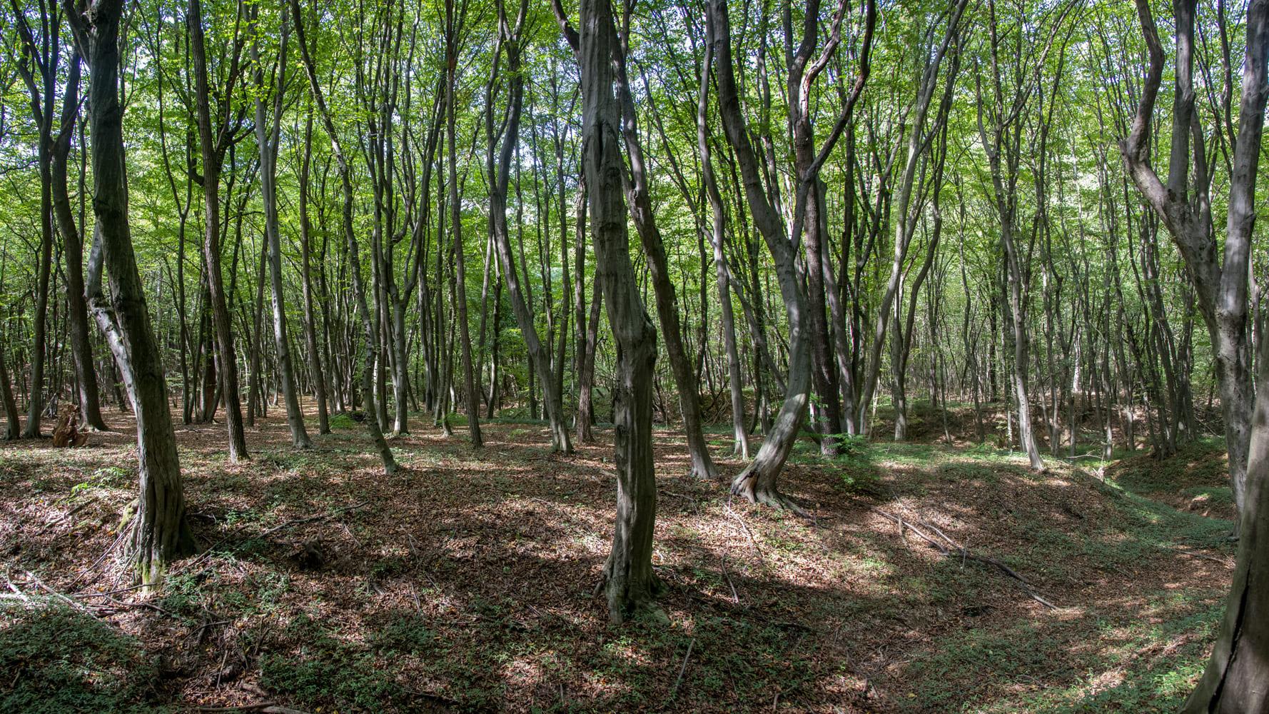 Sentiero del Bosco dei Faggi